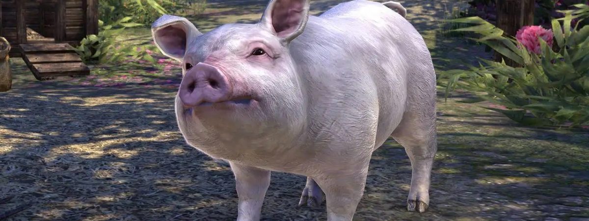 Elder Scrolls Online Free Pet Pig Cover