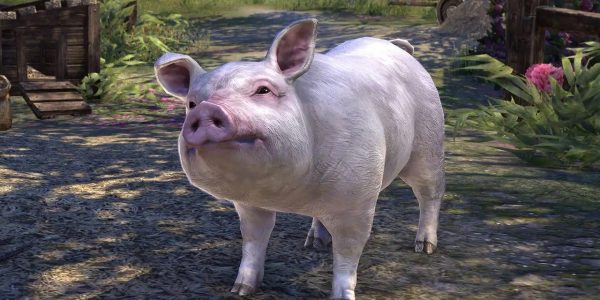 Elder Scrolls Online Free Pet Pig Cover